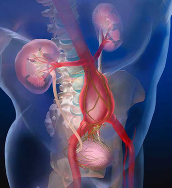 Looking through the body to the bladder, kidneys, and spine, with the nerves that control the bladder lin. Linda Nye Visualizng Nature