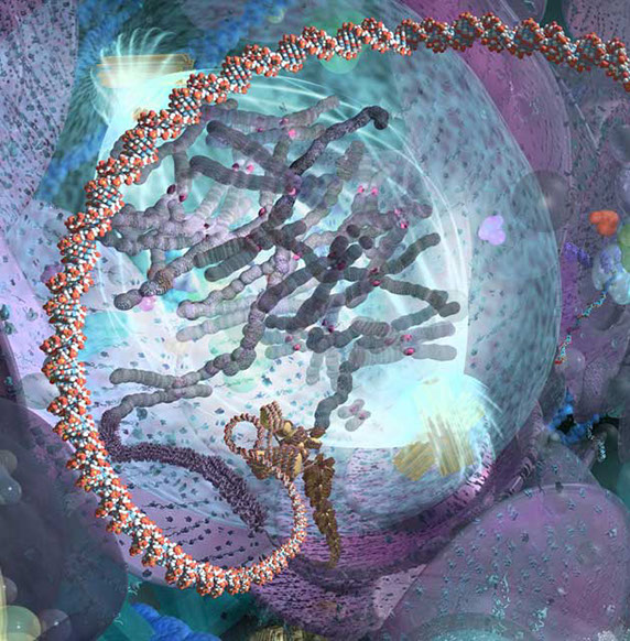 Close-up of cellular interior&nbsp; mural for corporate boardroom of the regional biotechnology association, Biocom, in San Diego.