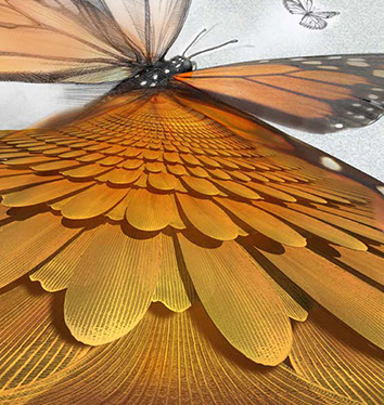 Close up view of the scales that make-up a butterfly's wing. Linda Nye Visualizing Nature