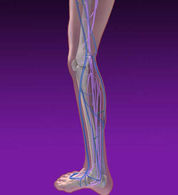 Linda Nye Visualizing Nature