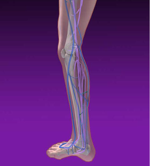 Linda Nye Visualizing Nature