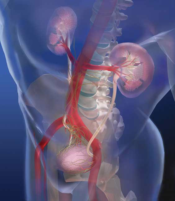 Looking through the body to the bladder, kidneys, and spine, with the nerves that control the bladder. Linda Nye Visualzing Nature