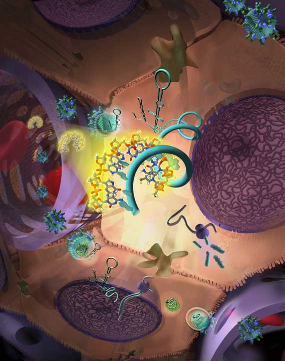 Research explaining the targeting of microRNA for Science Magazine. Linda Nye Visualizing Nature