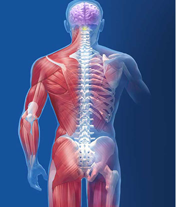 Musculoskeletal pain for neurology patient counseling folder for Pfizer. Linda Nye Visualizing Nature