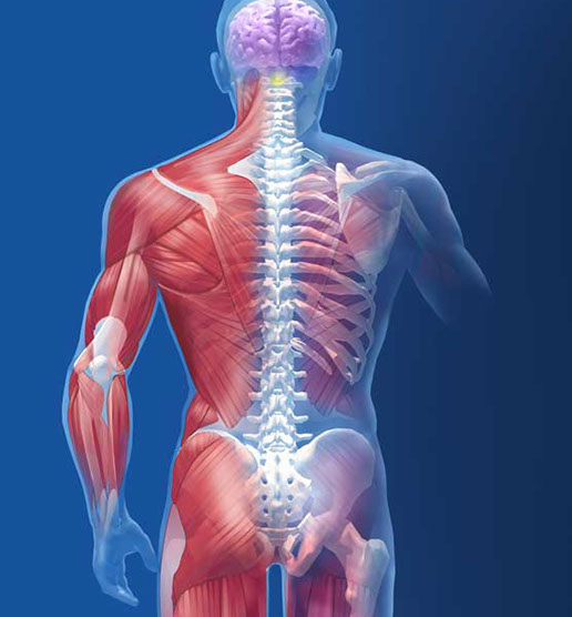 Musculoskeletal pain for neurology patient counseling folder for Pfizer. Linda Nye Visualizing Nature