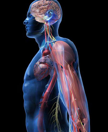 3D computer model clear body with brain, heart, cardiovasular, and muscles. Linda Nye Visualizing Nature