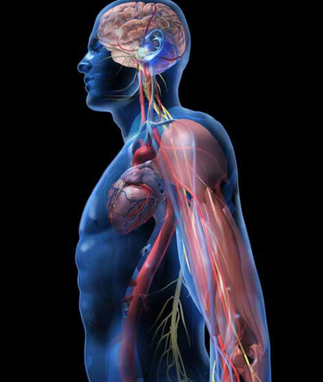 3D computer model clear body with brain, heart, cardiovasular, and muscles. Linda Nye Visualizing Nature