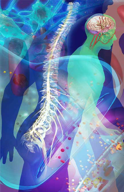 Spine, brain, neurons and synapses...