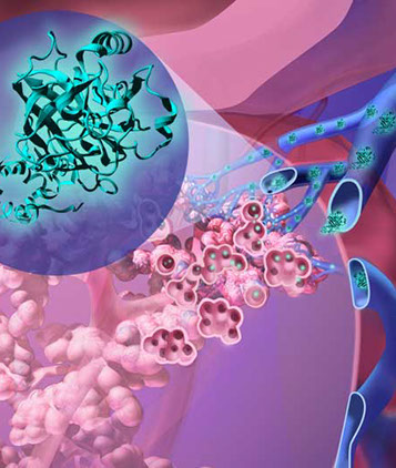 Urinary system with interior structure of kidneys with renal pyramids and nephrons, and spine with nerves