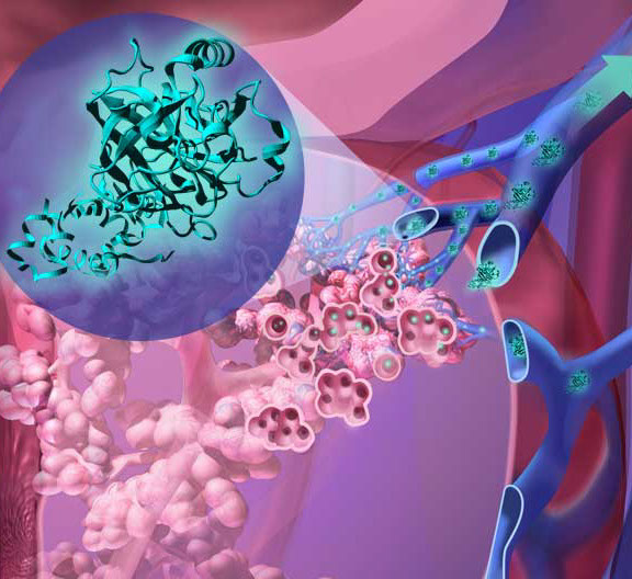 Urinary system with interior structure of kidneys with renal pyramids and nephrons, and spine with nerves