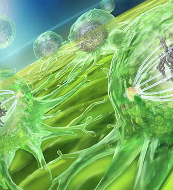 Stem cells dividing...