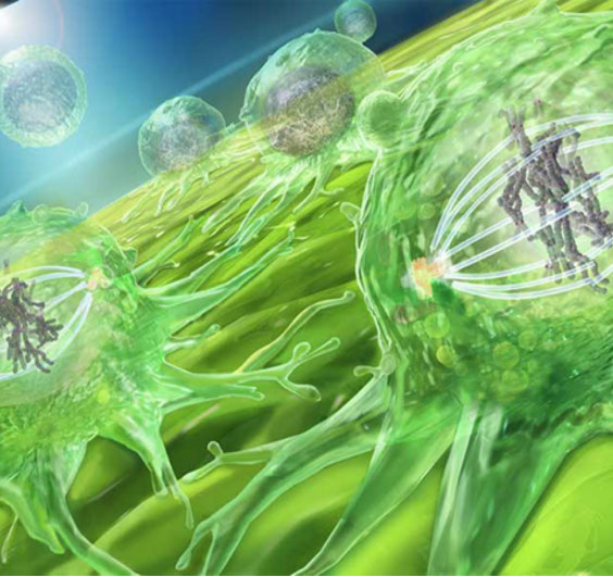 3D model of dividing stem cells