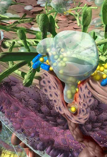 This panel focuses on the fungi that cause Athletes foot that grows in the moister of the sweat glands.