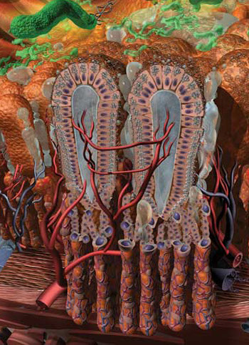 This panel focuses on the bacteria H. Pylori moving into the mucous layer on the epithelial cell lining damaging those c