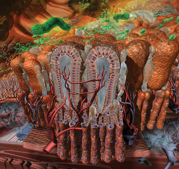 This panel focuses on the bacteria H. Pylori moving into the mucous layer on the epithelial cell lining damaging those cells. Series "THEM" done