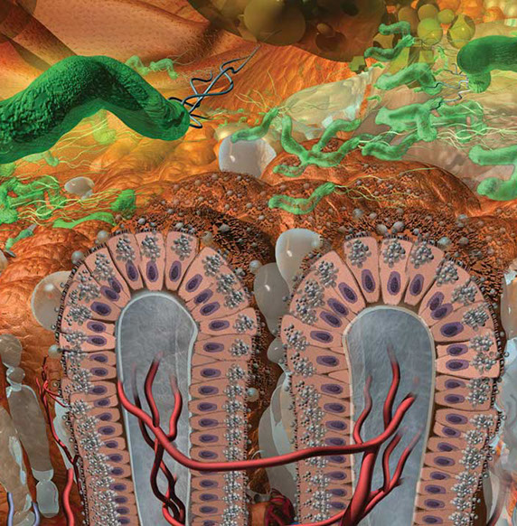 Detail from panel focusing on the bacteria H. Pylori moving into the mucous layer on the epithelial cell lining damaging those cells.